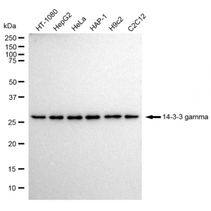 LifeSab™ KD-Validated YWHAG Rabbit mAb (20 μl)