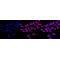 LifeSab™ KD-Validated Hsp22 Rabbit mAb (20 μl)