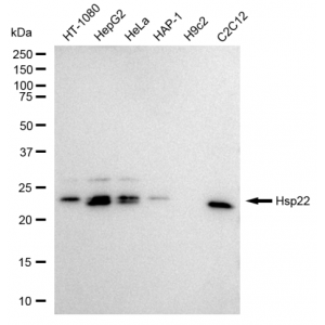 LifeSab™ KD-Validated Hsp22 Rabbit mAb (20 μl)