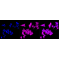 LifeSab™ KD-Validated EIF4EBP1 Rabbit mAb (20 μl)