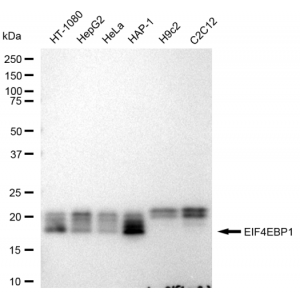 LifeSab™ KD-Validated EIF4EBP1 Rabbit mAb (20 μl)