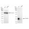 LifeSab™ KD-Validated EIF4EBP1 Rabbit mAb (20 μl)