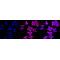 LifeSab™ KD-Validated DIAPH1 Rabbit mAb (20 μl)