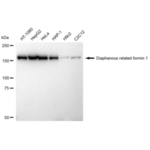 LifeSab™ KD-Validated DIAPH1 Rabbit mAb (20 μl)