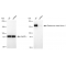 LifeSab™ KD-Validated DIAPH1 Rabbit mAb (20 μl)