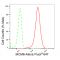 LifeSab™ KD-Validated MCM6 Rabbit mAb (20 μl)