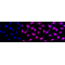 LifeSab™ KD-Validated MCM6 Rabbit mAb (20 μl)