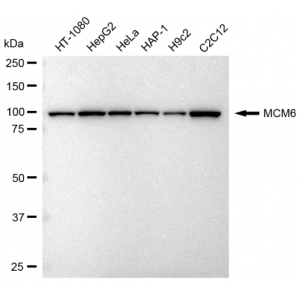 LifeSab™ KD-Validated MCM6 Rabbit mAb (20 μl)