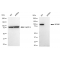 LifeSab™ KD-Validated MCM6 Rabbit mAb (20 μl)