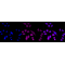 LifeSab™ KD-ValidateNUP155 Rabbit mAb (20 μl)