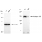 LifeSab™ KD-ValidateNUP155 Rabbit mAb (20 μl)