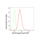 LifeSab™ KD-Validated Bcl10 Rabbit mAb (20 μl)