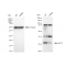 LifeSab™ KD-Validated Bcl10 Rabbit mAb (20 μl)