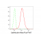 LifeSab™ KD-Validated CRT Rabbit mAb (20 μl)