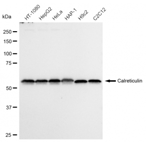 LifeSab™ KD-Validated CRT Rabbit mAb (20 μl)