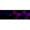 LifeSab™ KD-Validated ROCK2 Rabbit mAb (20 μl)