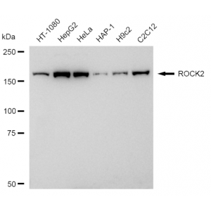 LifeSab™ KD-Validated ROCK2 Rabbit mAb (20 μl)