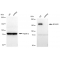 LifeSab™ KD-Validated ROCK2 Rabbit mAb (20 μl)