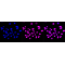 LifeSab™ KD-Validated HDAC9 Rabbit mAb (20 μl)