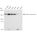 LifeSab™ KD-Validated HDAC9 Rabbit mAb (20 μl)