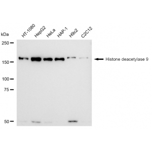 LifeSab™ KD-Validated HDAC9 Rabbit mAb (20 μl)