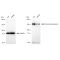 LifeSab™ KD-Validated HDAC9 Rabbit mAb (20 μl)