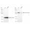 LifeSab™ KD-Validated INSR Rabbit mAb (20 μl)