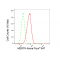 LifeSab™ KD-Validated MERTK Rabbit mAb (20 μl)