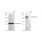 LifeSab™ KD-Validated MERTK Rabbit mAb (20 μl)