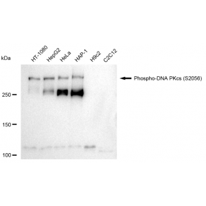 LifeSab™ KD-Validated Phospho-PRKDC (S2056) Rabbit mAb (20 μl)