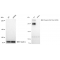 LifeSab™ KD-Validated Phospho-PRKDC (S2056) Rabbit mAb (20 μl)