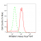 LifeSab™ KD-Validated RPS6KA1 Rabbit mAb (20 μl)