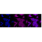 LifeSab™ KD-Validated RPS6KA1 Rabbit mAb (20 μl)