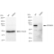 LifeSab™ KD-Validated RPS6KA1 Rabbit mAb (20 μl)