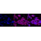 LifeSab™ KD-Validated NEK2 Rabbit mAb (20 μl)