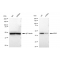 LifeSab™ KD-Validated NEK2 Rabbit mAb (20 μl)