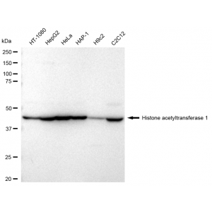 LifeSab™ KD-Validated HAT1 Rabbit mAb (20 μl)