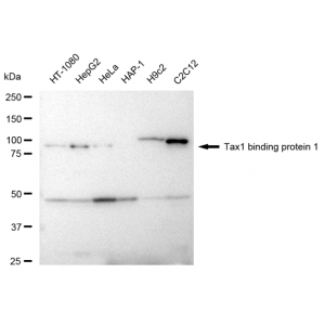 LifeSab™ KD-Validated TAX1BP1 Rabbit mAb (20 μl)