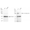 LifeSab™ KD-Validated TAX1BP1 Rabbit mAb (20 μl)