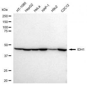 LifeSab™ KD-Validated IDH1 Rabbit mAb (20 μl)