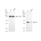 LifeSab™ KD-Validated IDH1 Rabbit mAb (20 μl)