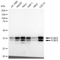 LifeSab™ KD-Validated PCBP2 Rabbit mAb (20 μl)