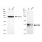 LifeSab™ KD-Validated PCBP2 Rabbit mAb (20 μl)