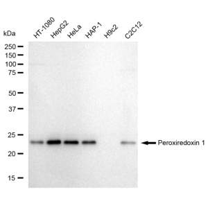 LifeSab™ KD-Validated PRDX1 Rabbit mAb (20 μl)