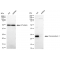 LifeSab™ KD-Validated PRDX1 Rabbit mAb (20 μl)