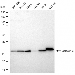 LifeSab™ KD-Validated GAL3 Rabbit mAb (20 μl)