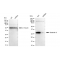 LifeSab™ KD-Validated GAL3 Rabbit mAb (20 μl)