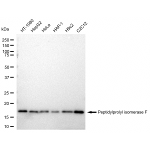 LifeSab™ KD-Validated PPIF Rabbit mAb (20 μl)