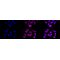 LifeSab™ KD-Validated NDUFS3 Rabbit mAb (20 μl)