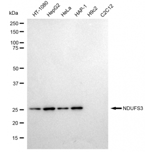 LifeSab™ KD-Validated NDUFS3 Rabbit mAb (20 μl)